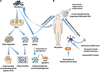 Regenerative Approaches in Huntington’s Disease: From Mechanistic Insights to Therapeutic Protocols